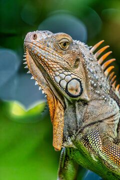 Invasive Green iguana found in southern Florida, USA