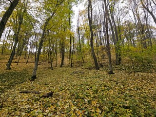 Fototapeta premium autumn in the woods