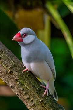 Explore the Beauty of Java Sparrows: Captivating Image of a Java Finch with Striking Red Beak and Grey Plumage