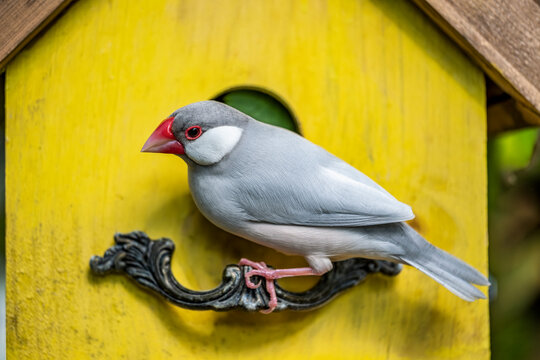 Discover the Beauty of a Java Sparrow on a Vibrant Yellow Birdhouse - Captivating Garden Wildlife Photography
