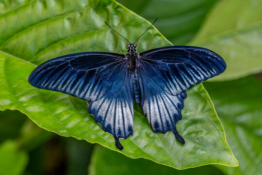Stunning Dark Blue Butterfly Perched on Leaf - Nature's Beauty Captured in Vibrant Detail