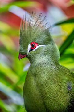 Vibrant Green Turaco Displaying Stunning Plumage in Lush Habitat - Exotic Bird Photography
