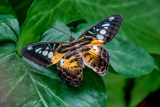 Vibrant Butterfly Resting on Leaf: Discover Nature's Artistry in Wing Patterns and Colors