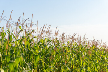 Obraz premium Corn Plants Grow Tall in a Field Under a Clear Blue Sky During the Summer Afternoon in a Rural Area