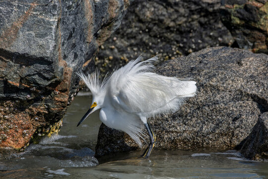 Snowy Egret Displaying Majestic Plumage Among Coastal Rocks &ndash; Wildlife Photography, Florida, New Smyrna Beach