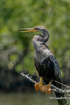 Majestic Anhinga Perched on Branch in Lush Wetlands - Explore the Unique Wildlife Habitat, Merritt Island, Florida, USA