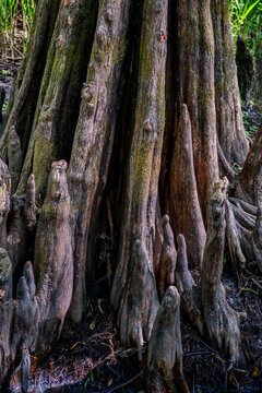 Explore the Mysterious Beauty of Swamp Cypress Trees Along the Saint Johns River, Florida, USA