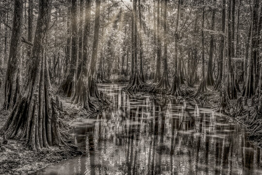 Explore the Mysterious Beauty of Swamp Cypress Trees Along the Saint Johns River, Florida, USA