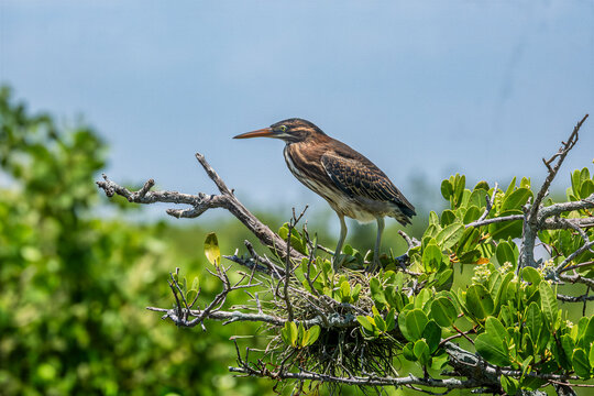 Discover the Beauty of the Green Heron: A Stunning Bird Perched in Vibrant Greenery - Merritt Island, Florida, USA