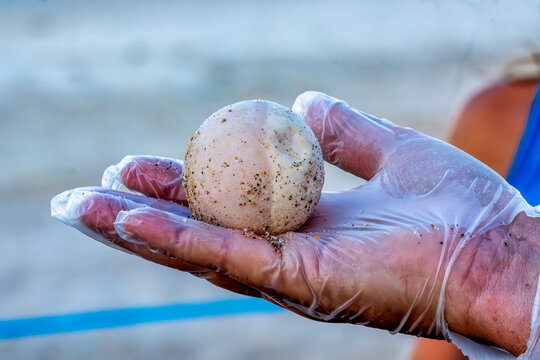 Protecting Sea Turtle Nests: Conservation Efforts by Surveying Hatched Egg Count, Florida, New Smyrna Beach, USA