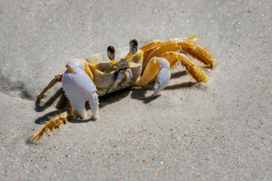 Discover the Fascinating World of Sand Crabs: A Vibrant Ghost Crab on a Pristine Beach - Marine Life Photography, New Smyrna Beach, Florida, USA
