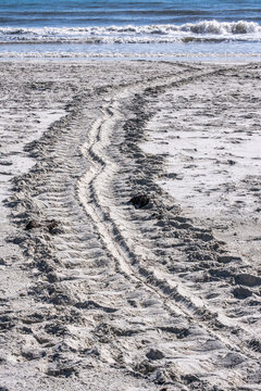 Green Sea Turtle tracks in the sand - nesting season in New Smyrna Beach, Florida, USA