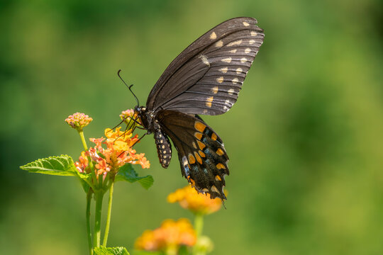 Elegant Black Swallowtail Butterfly Delicately Perched on Vibrant Lantana Flowers in a Serene Garden Setting