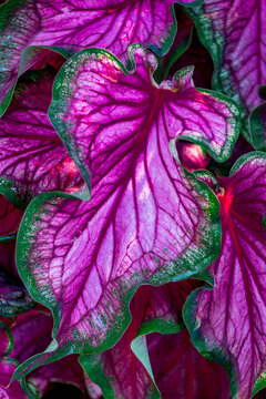 Vibrant Purple Caladium Foliage: Enhance Your Garden with Stunning Caladium Leaves