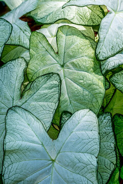 Explore the Beauty of Nature: Delicate White Heart of Jesus Caladium Leaves with Intricate Patterns