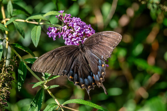 Stunning Dark Morph Tiger Swallowtail Butterfly on Vibrant Purple Butterfly Bush Flower