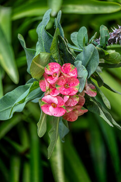 Explore the Beauty of Euphorbia Milii, Crown-of-thorns - Vibrant Pink Blooms Amidst Lush Greenery