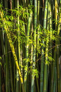 Lush Bamboo Grove: Explore the Natural Beauty and Benefits of Bamboo Plants
