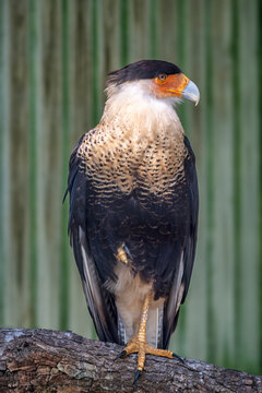 Explore the Majestic Beauty of the Crested Caracara: A Stunning Raptor with Unique Plumage and Powerful Presence, Florida, USA