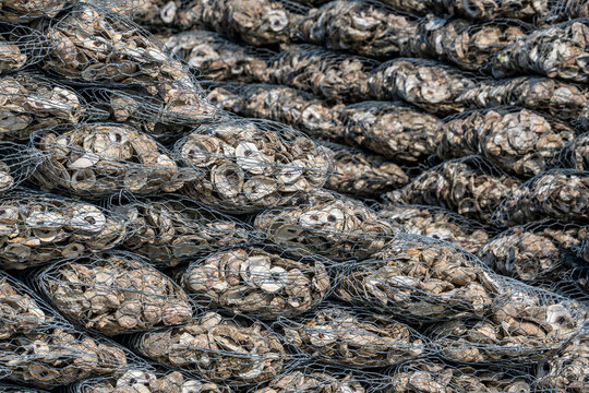 Eco-Friendly Oyster Shell Recycling: Promoting Coastal Restoration and Marine Habitat Conservation in Florida, USA