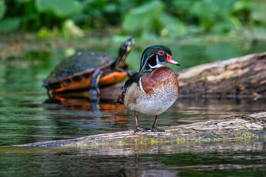 Serene Wildlife Encounter: Colorful Wood Duck and Turtle Sharing a Peaceful Moment at Florida, Silver Springs, USA