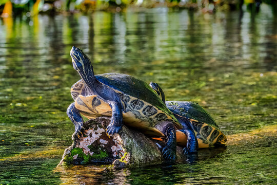 Relaxing Turtles in Their Natural Habitat: A Serene Moment by the Water in Florida, Silver Springs, USA