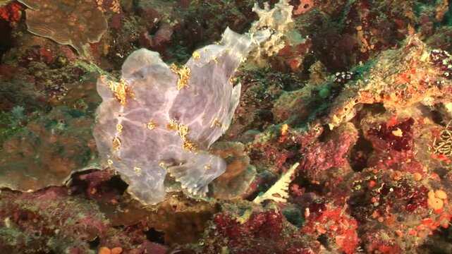 カエルアンコウ