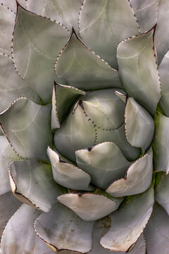 Stunning Agave Plant Close-Up: Discover the Beauty of Succulent Patterns and Textures - Perfect for Desert Garden Inspiration