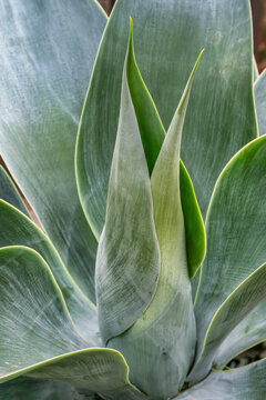 Discover the Beauty of Agave: Close-up Shot of a Stunning Succulent Plant | Succulent Gardening Tips