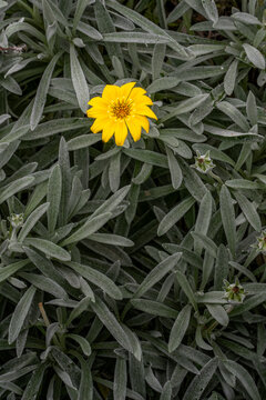 Bright Yellow Wildflower Stands Out Among Verdant Green Leaves &ndash; Discover Nature's Beauty