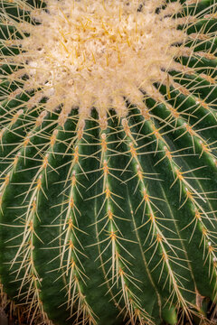 Explore the Intricate Beauty of a Golden Barrel Cactus &ndash; Discover the Unique Patterns and Resilient Nature of This Iconic Desert Plant