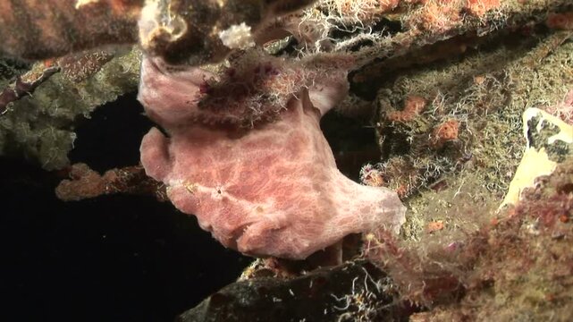 カエルアンコウ