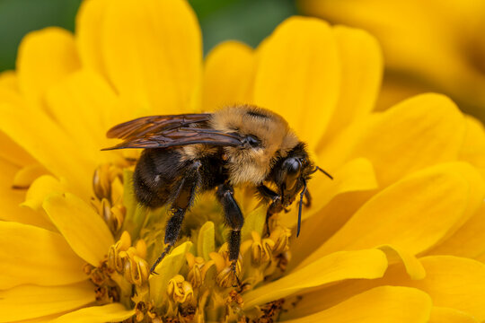 Buzzing Beauty: Close-Up of a Honey Bee on Vibrant Yellow Flower - Explore the Fascinating World of Pollinators in Nature Photography