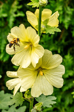 Bee Pollinating Yellow Flowers in Blooming Garden: Capturing Nature's Beauty and Vitality