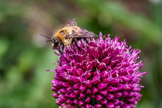 Close-Up of a Bee Pollinating a Vibrant Purple Flower &ndash; Discover the Importance of Bees in Pollination and Biodiversity