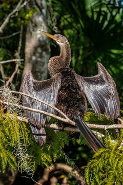 Majestic Anhinga Spreading Wings: Florida's Unique Wildlife in Natural Habitat, Silver Springs, USA