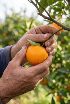 Close-up of rough farmer hands gently holding a ripe, wet orange on a tree branch in a sunny citrus orchard. Fresh organic harvest.