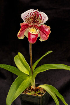 Stunning Paphiopedilum Orchid in Full Bloom - Discover Care Tips and Growing Conditions for Vibrant Orchids Indoors