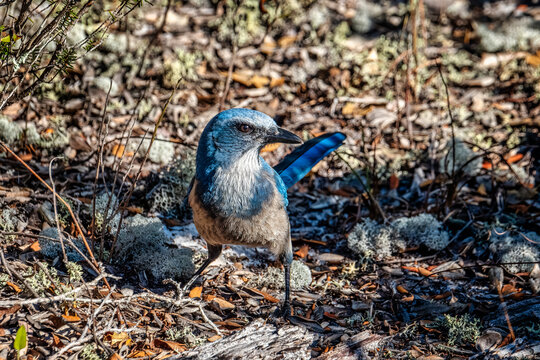 Discover the Stunning Florida Scrub Jay: An Endangered Beauty in its Natural Habitat at the Lyonia Preserve, Deltona, USA