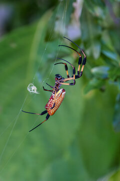 Stunning Golden Orb-Weaver Spider: Marvel at Nature's Intricate Web Designs. Discover the beauty of arachnid artistry and learn fascinating facts about this extraordinary spider species. Florida, USA