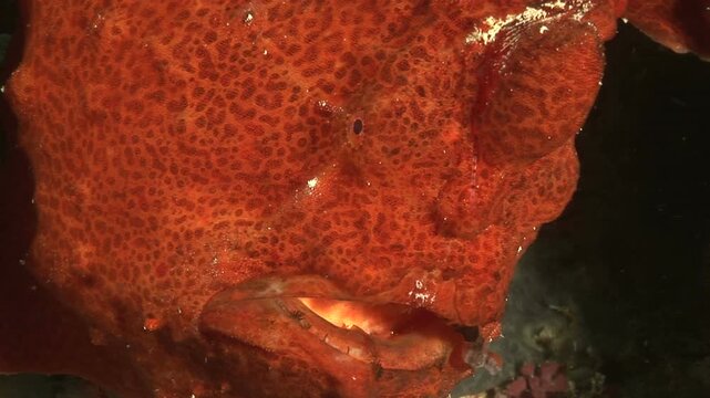 カエルアンコウ