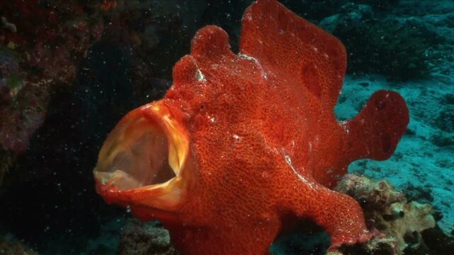 カエルアンコウ