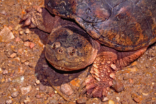 Common snapping turtle, Chelydra serpentina.