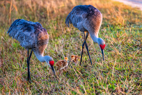 Discover the Beauty of Sandhill Cranes: A Heartwarming Moment with Crane Chicks at the Orlando Wetlands, Florida, USA