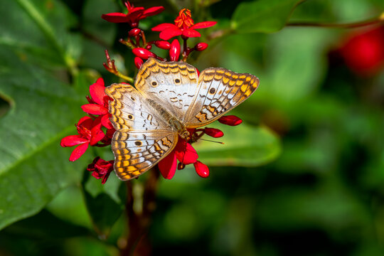 Captivating White Peacock Butterfly on Red Blossoms: Explore Nature's Beauty in Vibrant Detail in Florida, USA