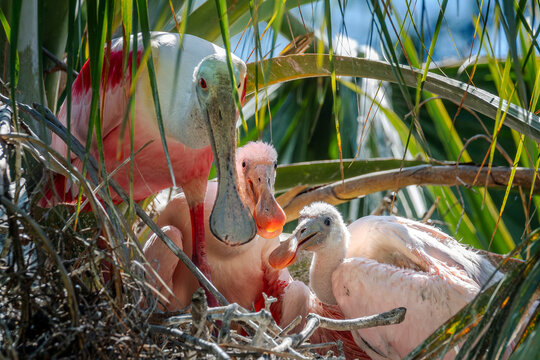 Discover the Beauty of Roseate Spoonbill Nesting in their Natural Habitat in Florida, USA