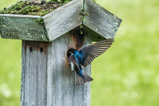 Explore Nature's Beauty: A Tree Swallow Finds Home in a Rustic Birdhouse, Pennsylvania, USA