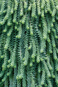 Exploring the Beauty of Burro's Tail Succulent: A Stunning Hanging Plant for Indoor and Outdoor Gardens