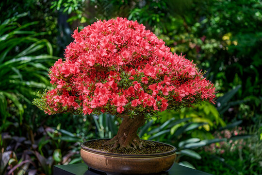 Stunning Pink Azalea Bonsai Tree: Enhance Your Garden with Vibrant Blooms and Artistic Elegance