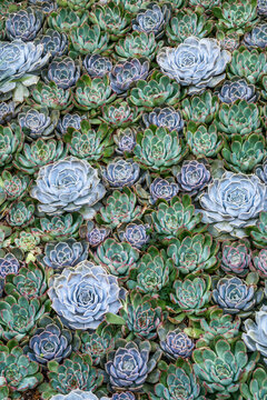 Stunning Succulent Garden: Explore the Beauty and Diversity of Echeveria Plants